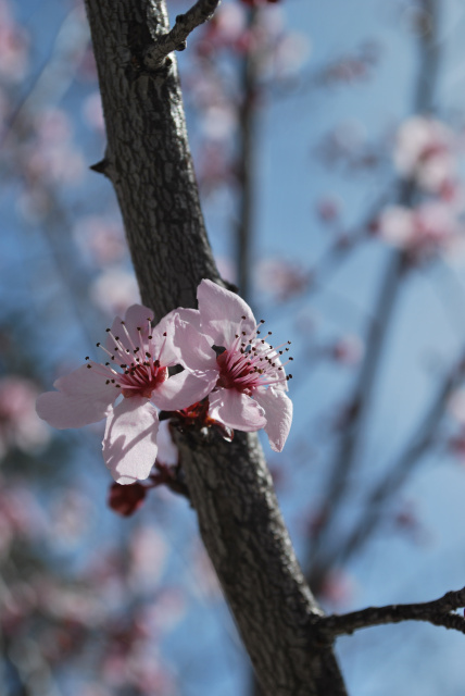 Cherry Blossom Branch